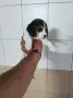 Бигълчета уникати , снимка 1