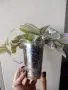 Традесканция, tradescantia albiflora Giant, снимка 2
