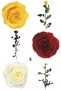 Естествени стабилизирани рози и цвят роза-за дома, подарък, декорация с мъх, снимка 13