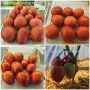 Семена от стари селски сортове домати,краставици и други, снимка 10