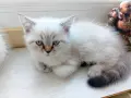 котета на два месеца персийски котета , снимка 2