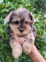 Йоркширски териер мини-мерле!!!, снимка 10