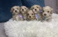 Малтипу кученца, снимка 1