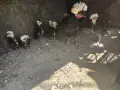 Къчолати Пиленца, снимка 1