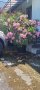 Зокум/олеандър 2 висок 170см, снимка 1 - Градински цветя и растения - 41319495