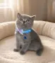 Британски чистокръвни късокосмести, снимка 2