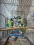 продавам млади вълнисти папагали 2026 г, снимка 4