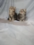 Две котенца ТАБИ , снимка 3