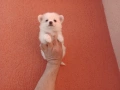 Мини Шпиц - Померан. Мъжки и женски кученца. Снимки от 08.03.26 г. , снимка 10