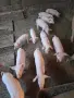 продавам прасенца , снимка 2