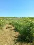 Прясна Шипка плод, снимка 4