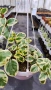 Кошница с вариегатна Винка, Vinca major Variegata, снимка 2