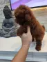 Пудел Той/Poodle Toy, снимка 6