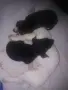 Мини пинчер.... , снимка 1