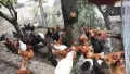 Продавам домашни яйца, снимка 1