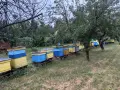 Продавам кошери Даданблат, снимка 2
