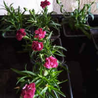 карамфили, снимка 1 - Градински цветя и растения - 44805499