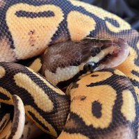 Продавам кралско питонче, питон, ball python, снимка 2 - Змии - 43486246