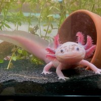Аксолотъл - Перник Axolotl , снимка 1 - Други - 44192047