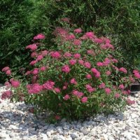 Spiraea japonica 'Anthony Waterer' Спирея 'Anthony Waterer', снимка 1 - Градински цветя и растения - 39716875