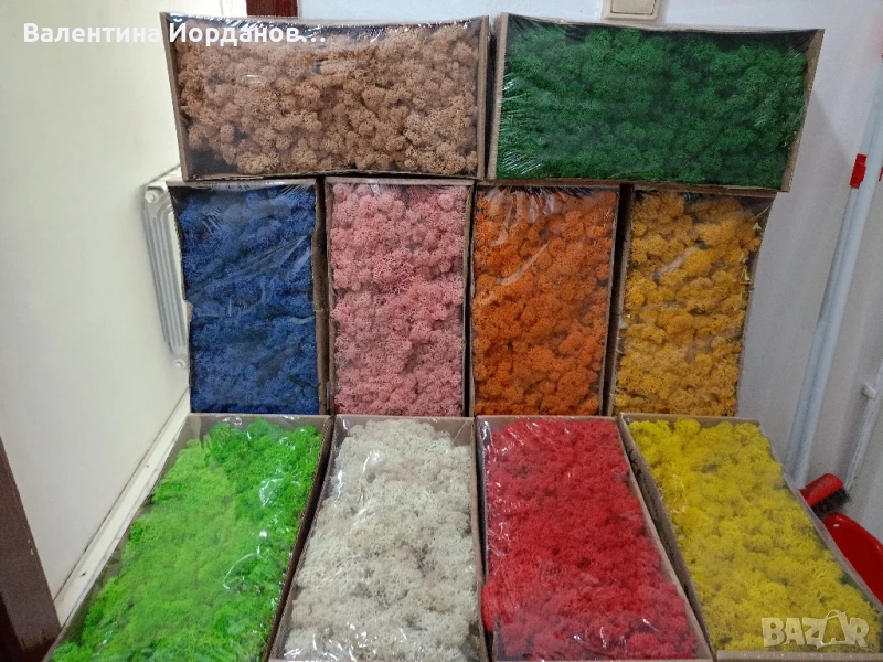 скандинавски мъх , снимка 1