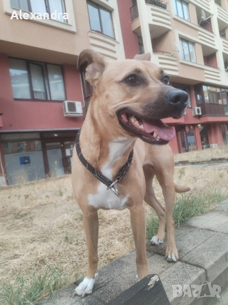 Разхождане и грижа за домашни любимци , снимка 1