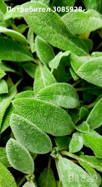 Стахис, Заешки уши-Stachys byzantina, снимка 1