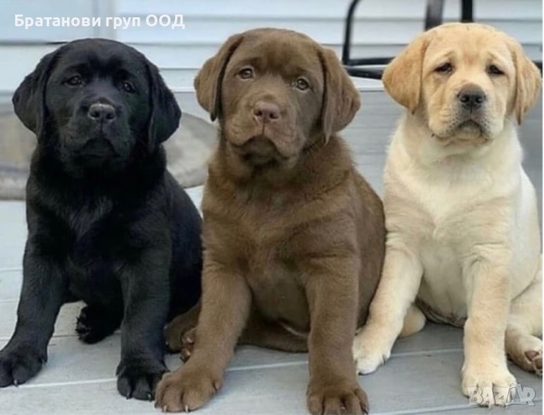Лабрадори с родословие, снимка 1