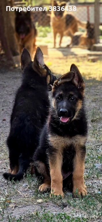 Чистокръвни немски овчарки, снимка 1
