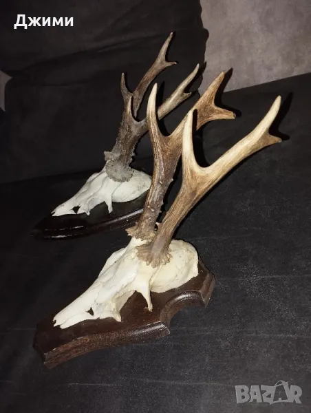рога от сръндак, снимка 1