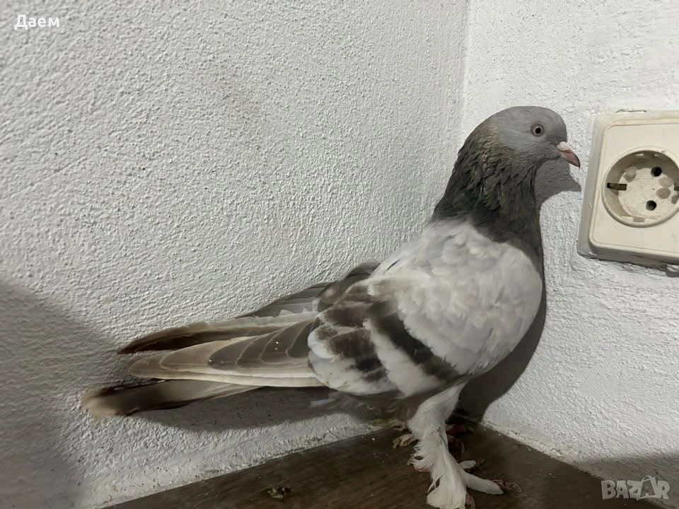 Мардини за игра , снимка 1