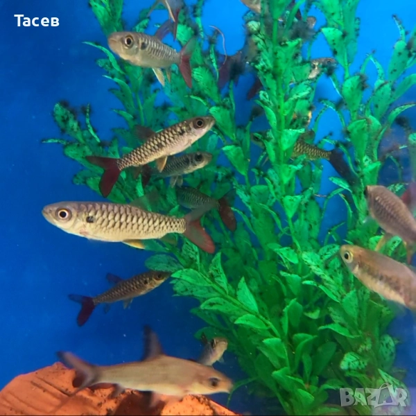 Chalceus  6см, снимка 1