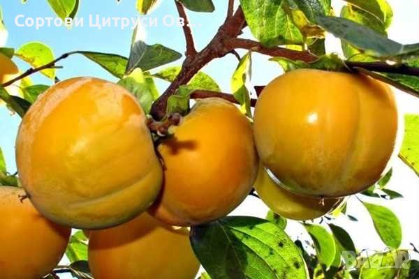 Безтанинова Райска Ябълка , снимка 1