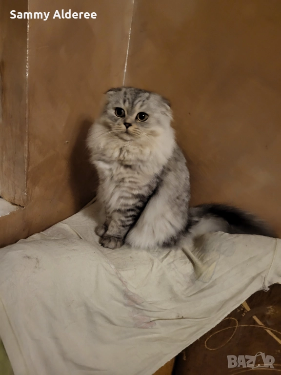 Британски късокосмести Британски късокосмести, снимка 1