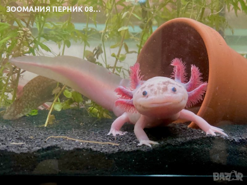 Аксолотъл - Перник Axolotl , снимка 1