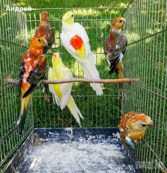 Пойни папагали , снимка 1