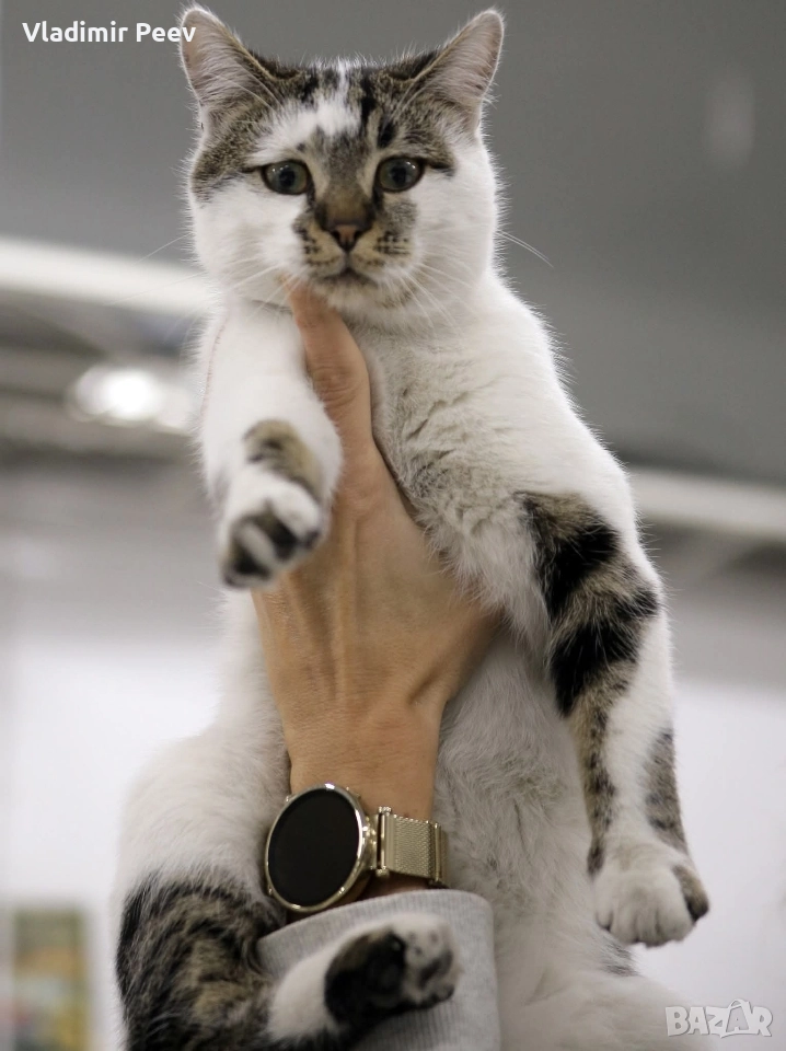 Котета добре възпитани на 6 месеца , снимка 1