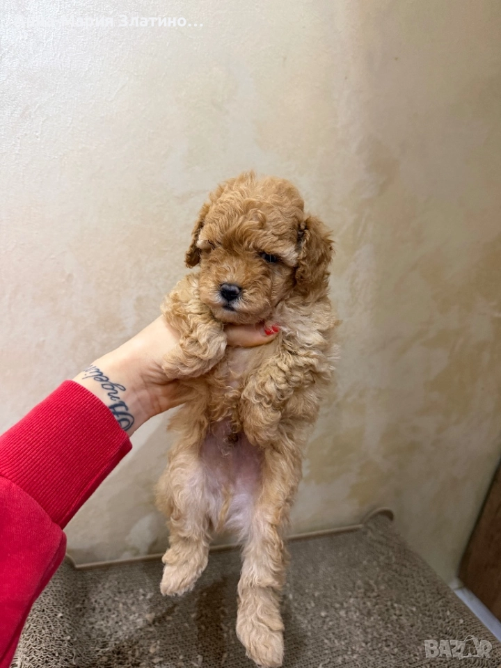 Той пудел момче, снимка 1