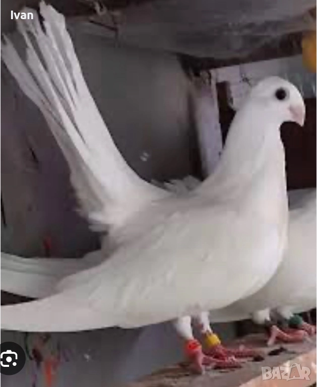 Бели старозагорски, снимка 1