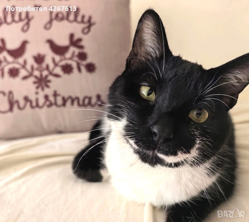 Красив и много мъркащ млад котарак търси дом, снимка 1