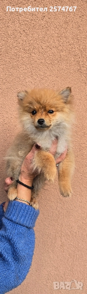 Померански шпиц , снимка 1