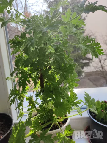 Продавам цветя Индрише - големи, 4 бр. налични, снимка 2 - Стайни растения - 48459167