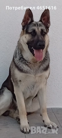 Източно Европейска овчарка момче , снимка 8 - Други - 53642551