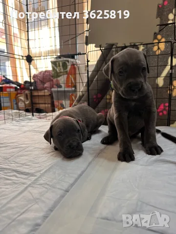 Кане Корсо - Cane Corso кученца, снимка 7 - Кане корсо - 55834113