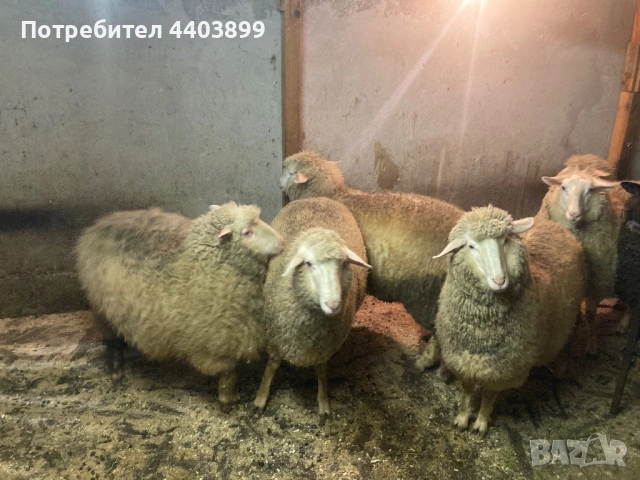 8 Броя млади овце, снимка 3 - Овце - 53576523