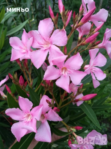 продавам  зокум, снимка 9 - Градински цветя и растения - 51705590