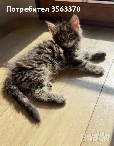 Maine coon чистокръвни, снимка 5 - Мейн кун - 56132815
