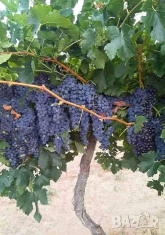 Продавам грозде сорт "МЕРЛО", снимка 3 - Домашни продукти - 56106773