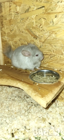 Продавам чинчила, снимка 4 - Чинчили - 52350530