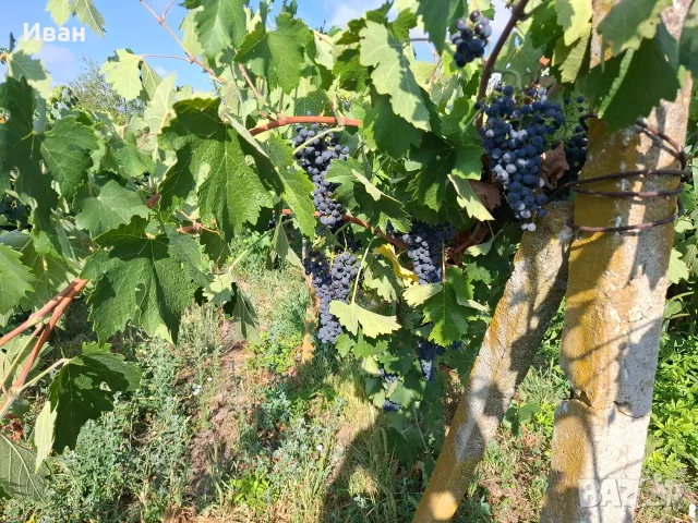Продавам грозде 